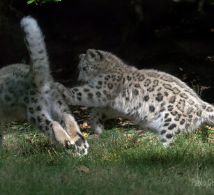 Leopardi delle nevi, Snow Leopards giovani, juveniles