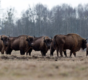 Bisonti europei (Bison bonasus), European Bisons Polonia, Poland