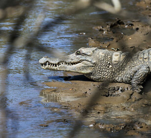 Coccodrillo, Nile Crocodile parco Awash, Awash NP