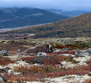 Bue muschiato (Ovibos moschatus), Muskox parco nazionale di Dovrefjell, Dovrefjell NP