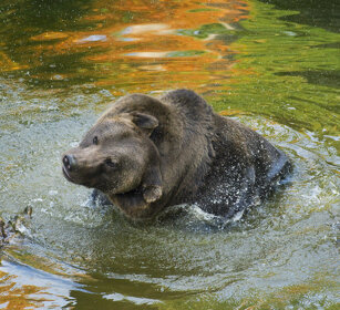 Orso bruno (Ursus arctos), Brown Bear Bayerischerwald NP
