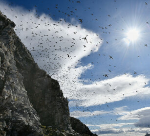 Urie, Guillemots Norvegia, Hornoia. Norway, Hornoia Urie, Guillemots Norvegia, Hornoia. Norway, Hornoia