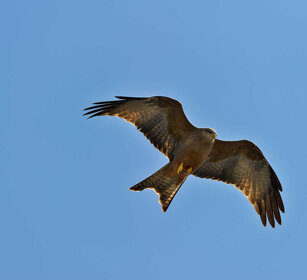 Nibbio beccogiallo (Milvus aegyptius) Yellow-billed Kite