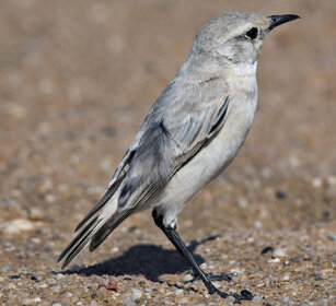 Cercomela trac-trac (Emarginata tractrac) Tractrac Chat, Swakopmund