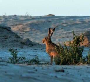 Lepre Hare Lepre Hare