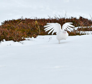 Pernice bianca, Ptarmigan Norvegia, Norway, Varanger