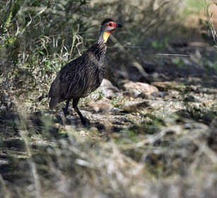 Francolino, Francolin Bale mountains 