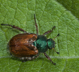 coleottero scarabeide, coleopter