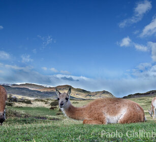 Guanachi (Lama guanicoe) PN Torres del Paine, Cile