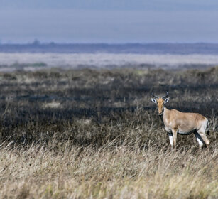 Alcelafo di Coke (Alcelaphus buselaphus cokii) parco nazionale del Serengeti, Serengeti NP