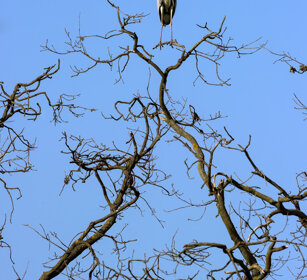 Airone cenerino (Ardea cinerea), Grey Heron Piemonte, Piedmont