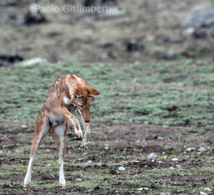 Lupo del Simien (Canis simiensis), Simien Wolf caccia, hunting, Sanetti plateau