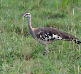 Otarda di Denham Uganda