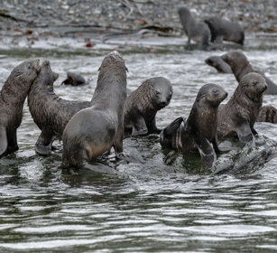Otarie (Arctocephalus gazella) Antarctic Fur Seals