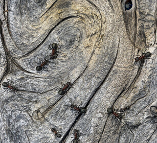 Formiche rosse (Formica rufa), Red Ants