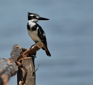 Martin pescatore bianco e nero (Ceryle rudis) Pied Kingfisher, lago Awasa, lake Awasa