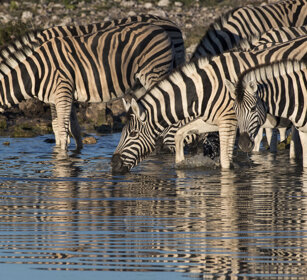 Zebre di Burchell (Equus quagga burchellii) Burchell's Zebras, Etosha NP