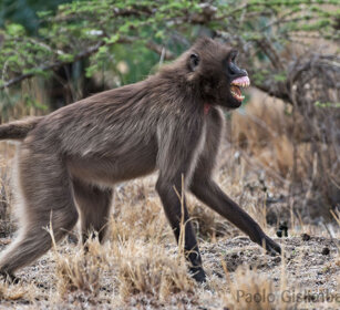 femmina di Gelada, female Gelada Baboon Debre Libanos