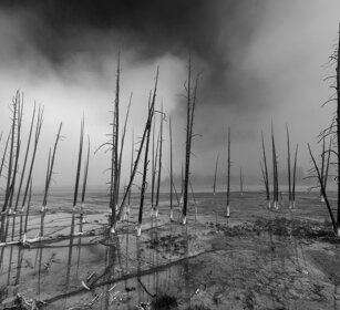 alberi rinsecchiti, dead trees Yellowstone