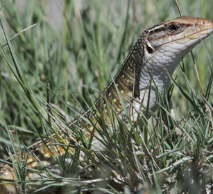 Lucertola gigante africana (Gerrhosaurus validus) Giant Plated Lizard, Etosha NP