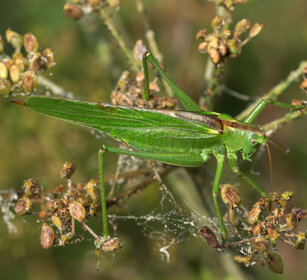 Cavalletta verde (Tettigonia virdlissima) Green Bush-cricket