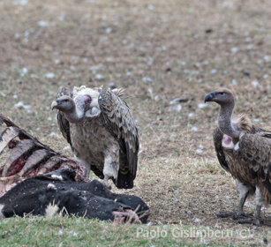 Avvoltoi su carcassa di mucca Vultures on the carcass of a cow