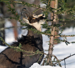 Camoscio (Rupicapra rupicapra), Alpine Chamois Valle d'Aosta, Aosta Valley