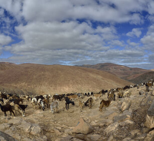 capre, goats Lanzarote