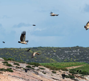 Avvoltoi del Capo e Corvi Cape Grifons and Ravens