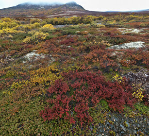 tundra parco nazionale di Dovrefjell, Dovrefjell NP