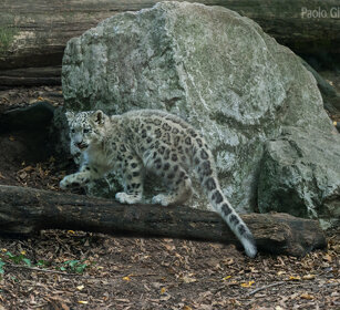 Leopardo delle nevi, Snow Leopard giovane, juvenile