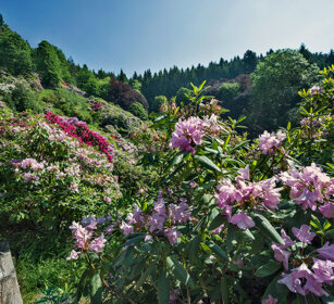 Rododendro himalayano, Himalayan rhododendron oasi Zegna, Piemonte, Piedmont