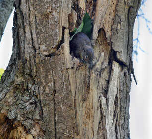 Scoiattolo del Gambia (Heliosciurus gambianus) Gambian Sun Squirrel, lago Awasa, lake Awasa