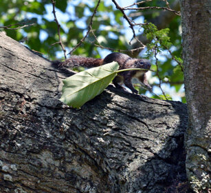 Scoiattolo del Gambia (Heliosciurus gambianus) Gambian Sun Squirrel, lago Awasa, lake Awasa