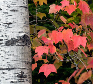 Foliage Fjords Saguenay NP