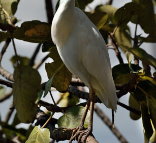 Airone guardabuoi (Bubulcus ibis), Cattle Egret lago Awasa, lake Awasa