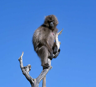 babbuino Gelada, Gelada Baboon montagne del Simien, Simien mountains