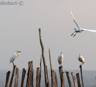 Aironi guardabuoi (Bubulcus ibis), Cattle Egrets lago Awasa, lake Awasa