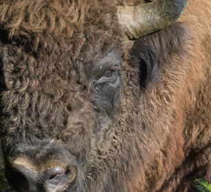 Bisonte europeo (Bison bonasus), European Bison Bayerischerwald NP