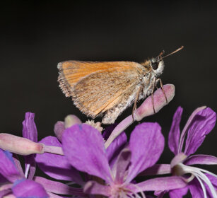 Hesperia comma, Silver-spotted Skipper