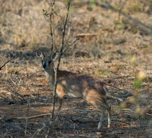 Nototrago di Sharpe (Raphiceros sharpei) Sharpe's Grysbok, PN Kruger, Kruger NP