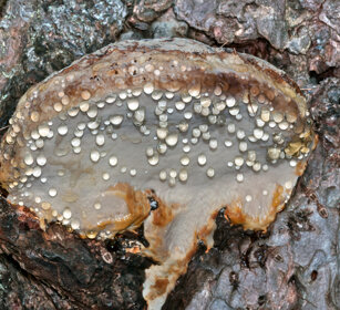 Poliporo marginato (Fomitopsis pinicola)