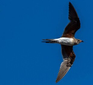 Pernice di mare (Glareola pratincola) Collared Pratincole Pernice di mare (Glareola pratincola) Collared Pratincole