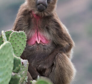 femmina di Gelada, female Gelada Baboon Debre Libanos