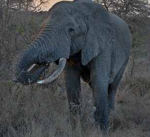 Elefante africano (Loxodonta africana) African elephant, Kruger NP