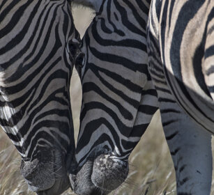 Zebre di Burchell (Equus quagga burchellii) Burchell's Zebras, Etosha NP