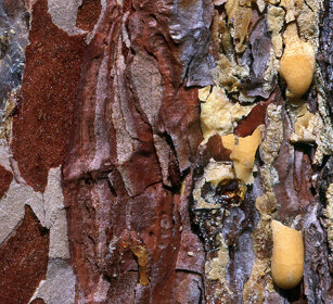 corteccia di larice, larch's bark Cantalupa (To), Piemonte
