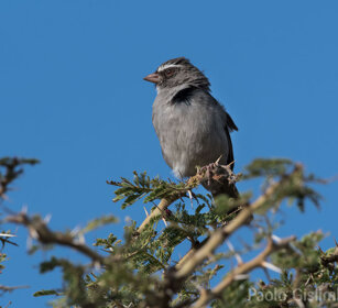 Brown-rumped Seedeater (Serinus tristriatus) Debre Libanos