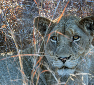 Leonessa, Lioness PN Kruger, Kruger NP