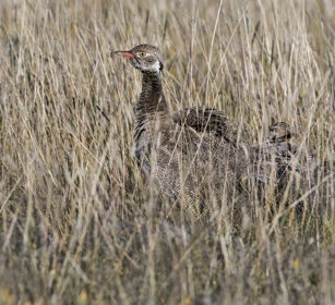Otarda nera (Afrotis afra), Black Bustard